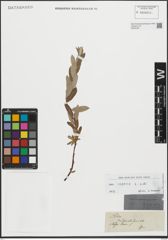 Foto von Salix repens L.
